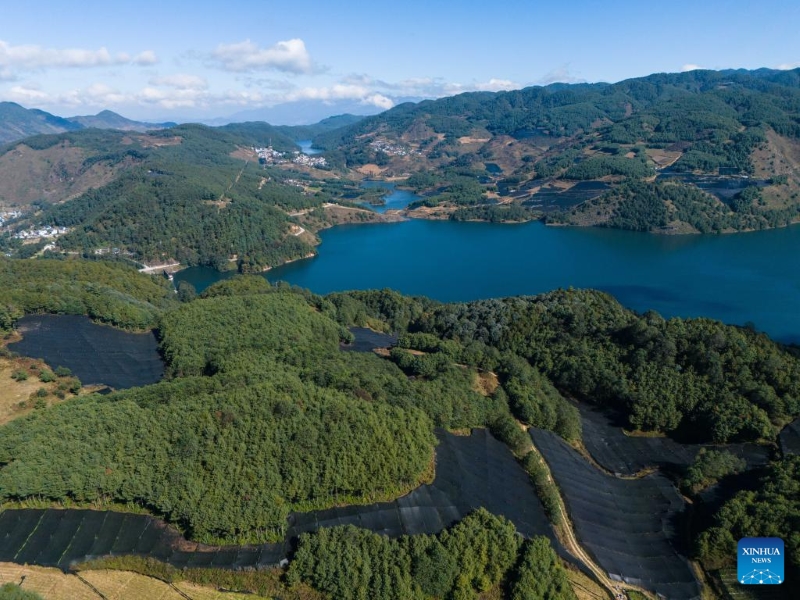 Yunnan : la ville de Baoshan développe la plantation standardisée et à grande échelle de wasabi