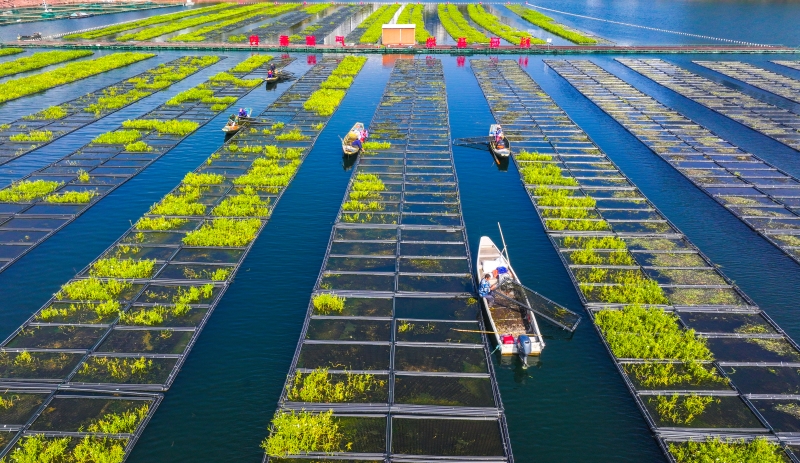 Zhejiang : les travaux de « préparation du sol » battent leur plein sur les potagers flottants de Chun'an