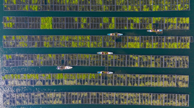 Zhejiang : les travaux de « préparation du sol » battent leur plein sur les potagers flottants de Chun'an