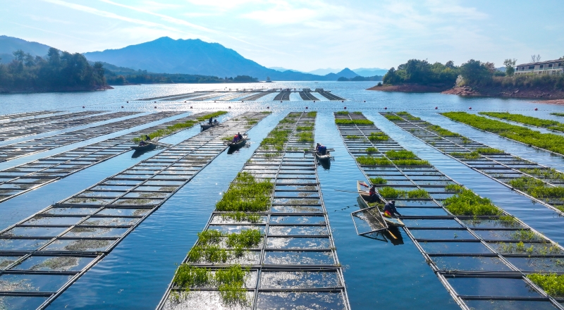 Zhejiang : les travaux de « préparation du sol » battent leur plein sur les potagers flottants de Chun'an
