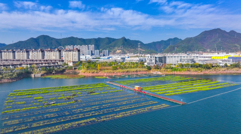 Zhejiang : les travaux de « préparation du sol » battent leur plein sur les potagers flottants de Chun'an