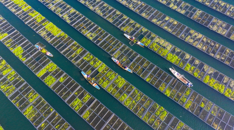 Zhejiang : les travaux de « préparation du sol » battent leur plein sur les potagers flottants de Chun'an
