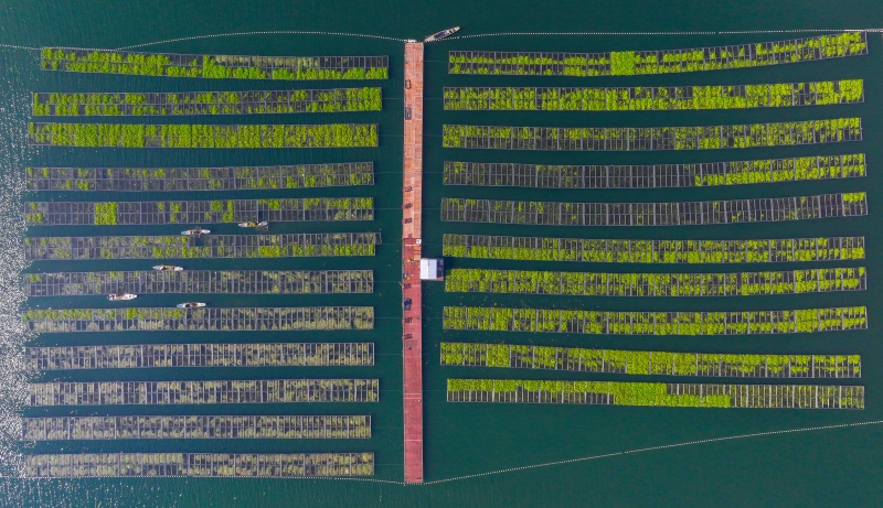 Zhejiang : les travaux de « préparation du sol » battent leur plein sur les potagers flottants de Chun'an