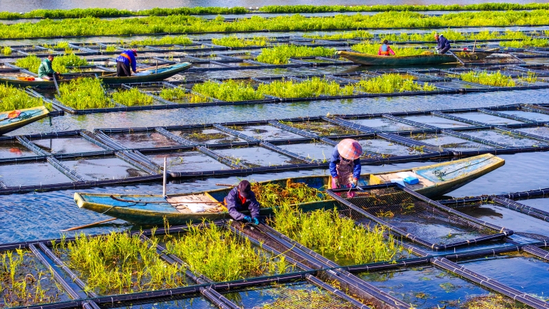 Zhejiang : les travaux de « préparation du sol » battent leur plein sur les potagers flottants de Chun'an