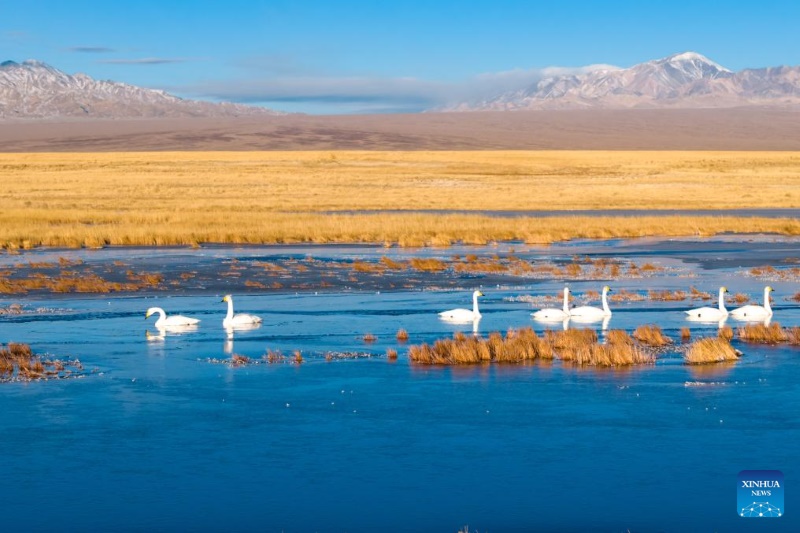 Gansu : le corridor de Hexi fournit des habitats et des ressources alimentaires aux oiseaux migrateurs