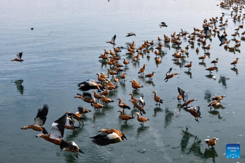Gansu : le corridor de Hexi fournit des habitats et des ressources alimentaires aux oiseaux migrateurs