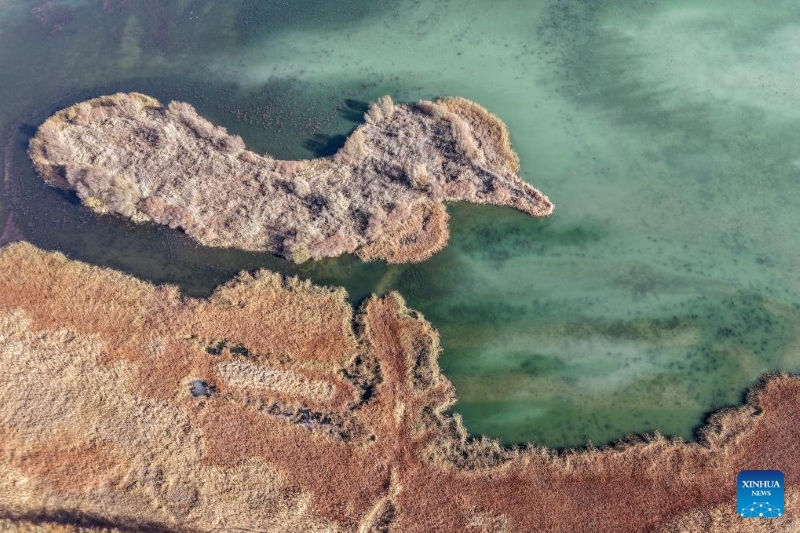 Gansu : le corridor de Hexi fournit des habitats et des ressources alimentaires aux oiseaux migrateurs