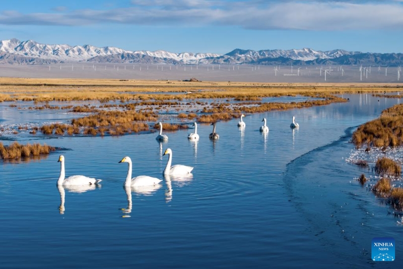 Gansu : le corridor de Hexi fournit des habitats et des ressources alimentaires aux oiseaux migrateurs