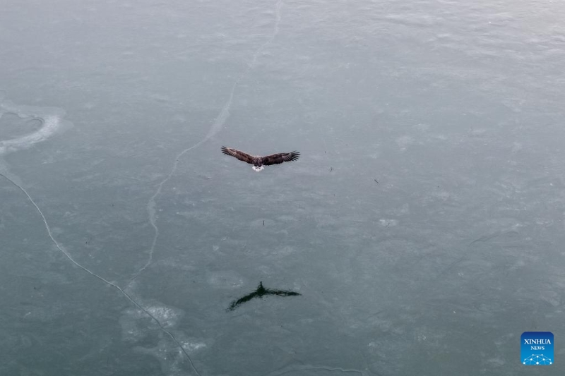 Gansu : le corridor de Hexi fournit des habitats et des ressources alimentaires aux oiseaux migrateurs