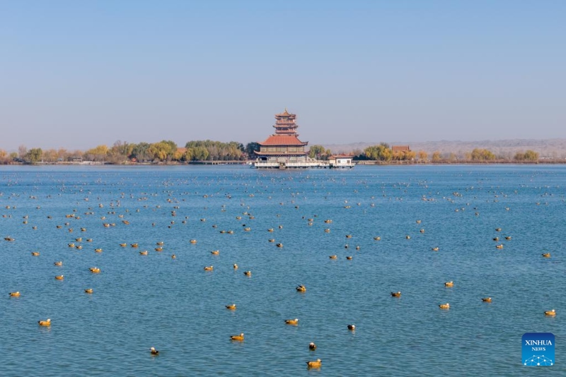Gansu : le corridor de Hexi fournit des habitats et des ressources alimentaires aux oiseaux migrateurs