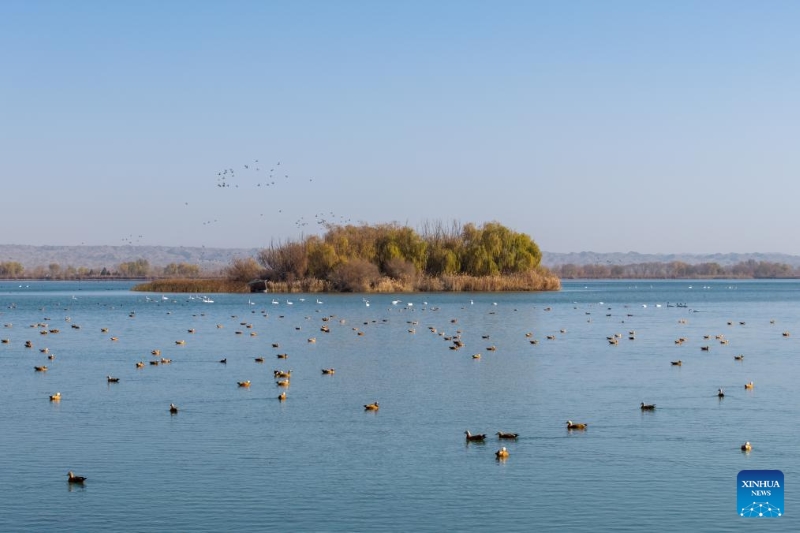 Gansu : le corridor de Hexi fournit des habitats et des ressources alimentaires aux oiseaux migrateurs