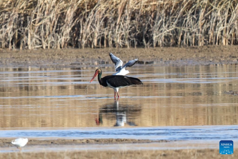 Gansu : le corridor de Hexi fournit des habitats et des ressources alimentaires aux oiseaux migrateurs