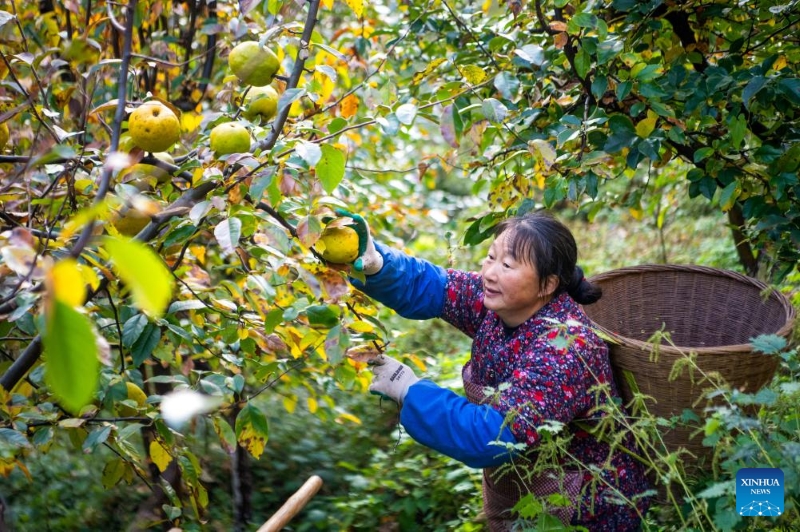 Une agricultrice cueille des papayes dans un verger du canton de Zhongyi, dans le comté de Shizhu, à Chongqing (sud-ouest de la Chine), le 21 novembre 2025. (Xinhua/Tang Yi)