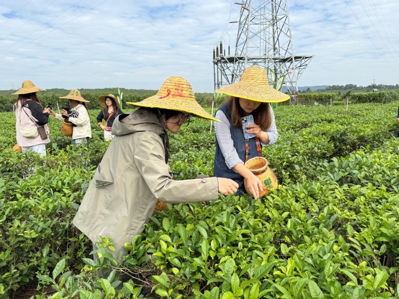 Hainan : les experts étrangers découvrent la culture du thé biologique à Baisha
