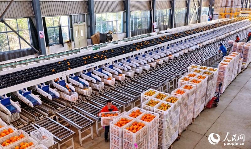 Jiangxi : à Anyuan, la sélection intelligente des fruits stimule les ventes d'oranges navel
