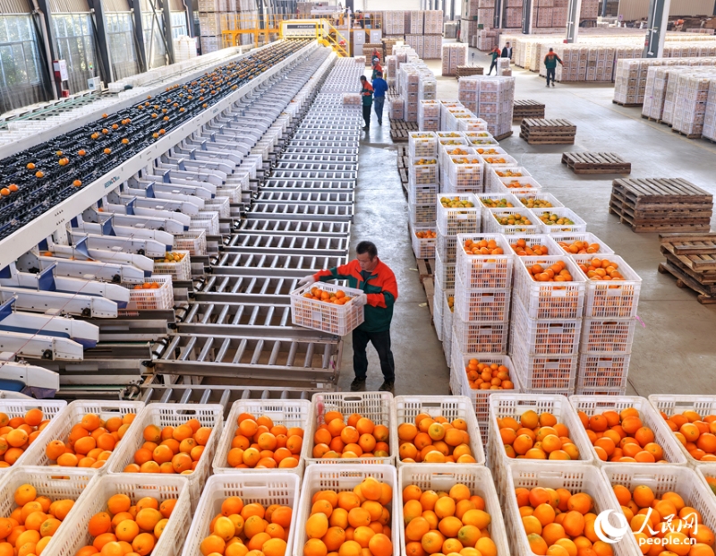 Jiangxi : à Anyuan, la sélection intelligente des fruits stimule les ventes d'oranges navel