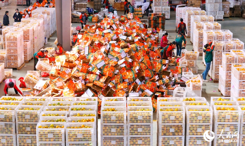 Jiangxi : à Anyuan, la sélection intelligente des fruits stimule les ventes d'oranges navel