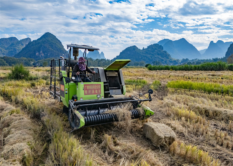 Guangxi : à Hezhou, le recyclage de la paille transforme les déchets en trésor