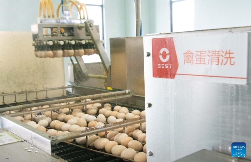 Hunan : le district de Lengshuitan stimule le développement d'élevages de poules pondeuses