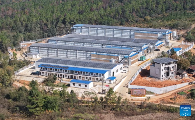 Hunan : le district de Lengshuitan stimule le développement d'élevages de poules pondeuses