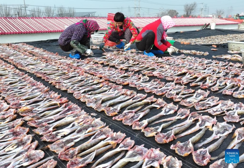 Hebei : les pêcheurs sèchent des fruits de mer pour approvisionner le marché de Tangshan