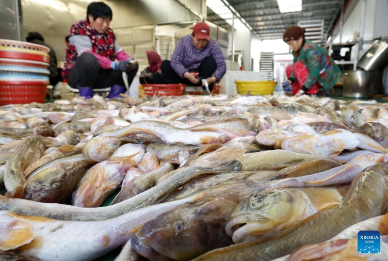 Hebei : les pêcheurs sèchent des fruits de mer pour approvisionner le marché de Tangshan