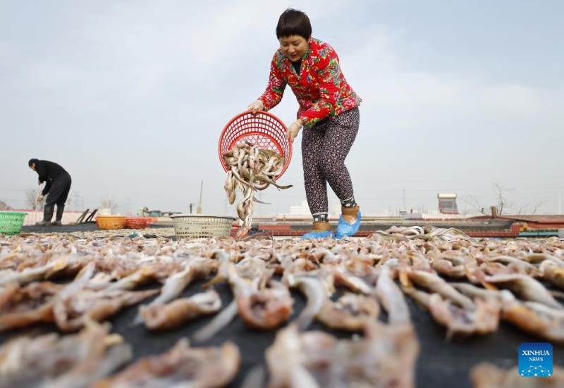 Hebei : les pêcheurs sèchent des fruits de mer pour approvisionner le marché de Tangshan