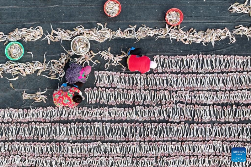 Hebei : les pêcheurs sèchent des fruits de mer pour approvisionner le marché de Tangshan