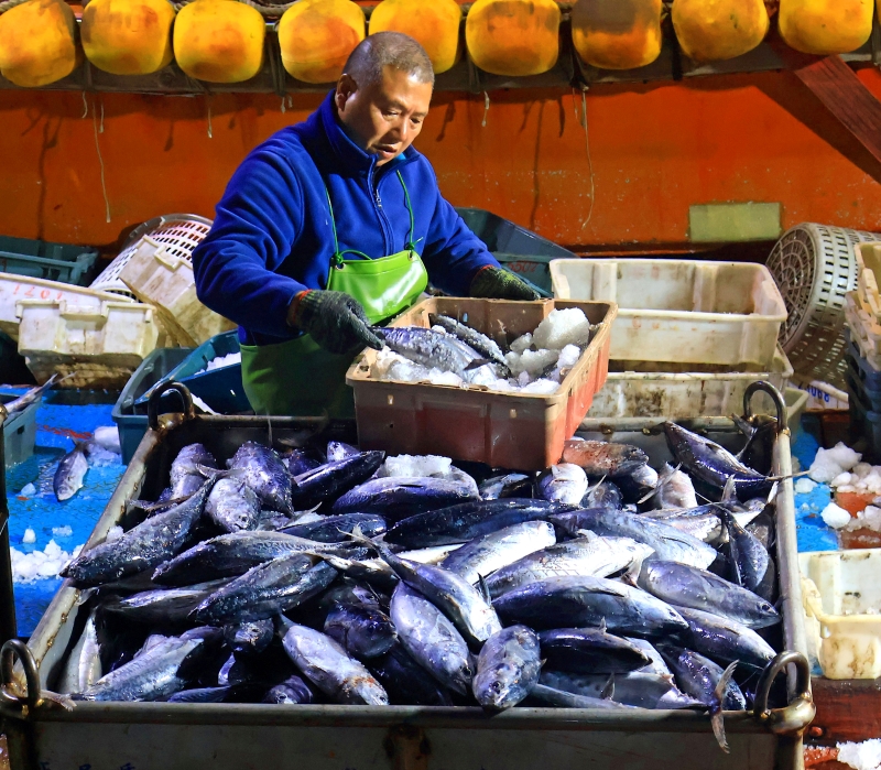 Zhejiang : une abondante récolte de pêche hivernale à Yuhuan