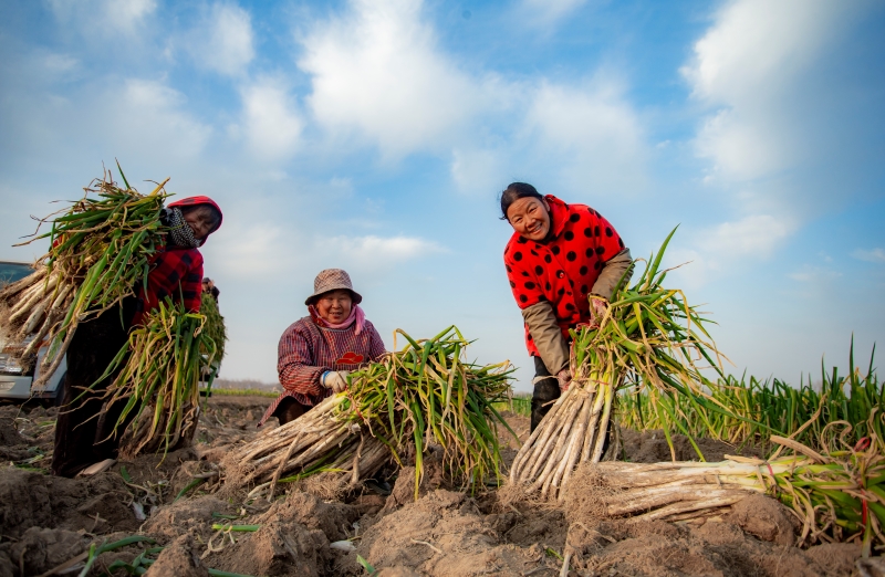 Henan : une riche récolte de poireaux à Ningling