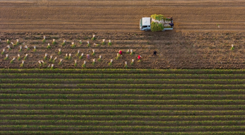 Henan : une riche récolte de poireaux à Ningling
