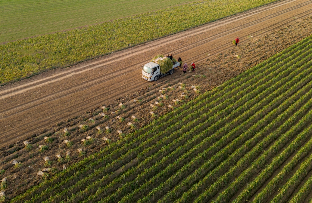 Henan : une riche récolte de poireaux à Ningling