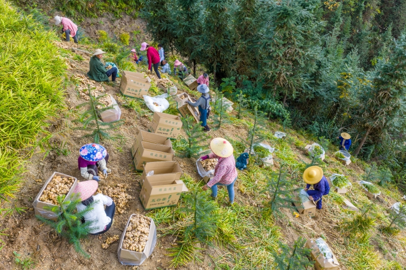 Guangxi : une riche récolte de gingembre à Mengshan