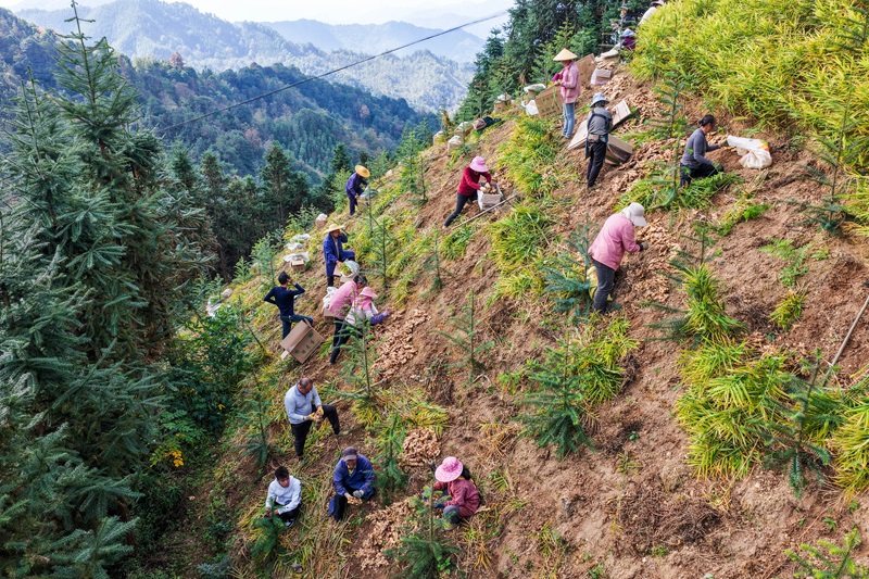 Guangxi : une riche récolte de gingembre à Mengshan