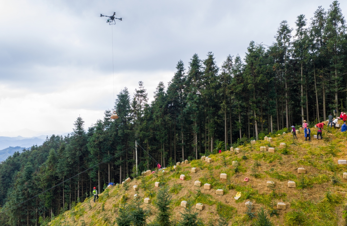 Guangxi : une riche récolte de gingembre à Mengshan