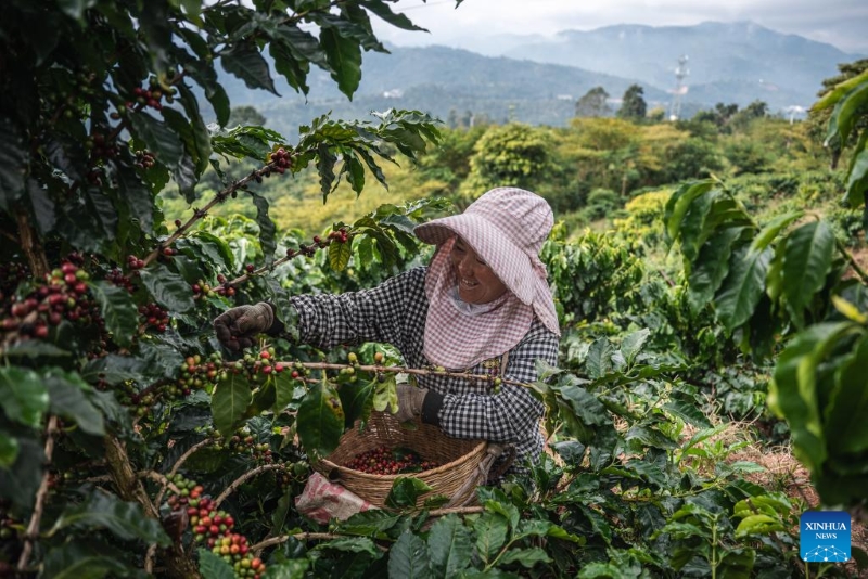 Une agricultrice cueille des cerises de café fraîches dans un champ de café de la ville de Pu'er, dans la province du Yunnan (sud-ouest de la Chine), le 6 décembre 2025. Pu'er abrite désormais 703 900 mu (environ 46 927 hectares) de cultures de café, avec une production annuelle de grains de 84 000 tonnes. (Xinhua/Wang Guansen)
