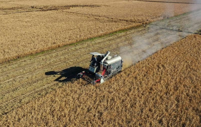 Photo aérienne prise par un drone montrant un agriculteur en train de récolter du riz à Zunhua, ville de la province du Hebei, dans le nord de la Chine, le 2 novembre 2025. (Photo : Liu Mancang)