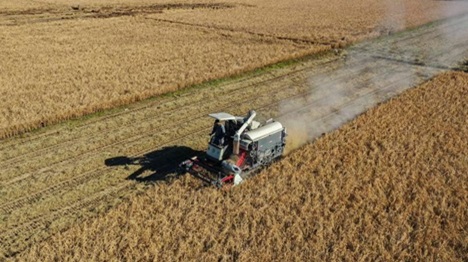 La production céréalière chinoise dépasse 714 millions de tonnes en 2025