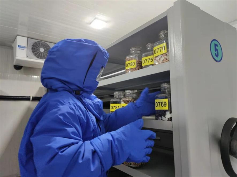 Un membre du personnel du Centre national de ressources en ressources génétiques de plantes sauvages du jardin botanique de Chenshan met les graines en chambre froide. (Photo fournie par le jardin botanique de Shanghai Chenshan)