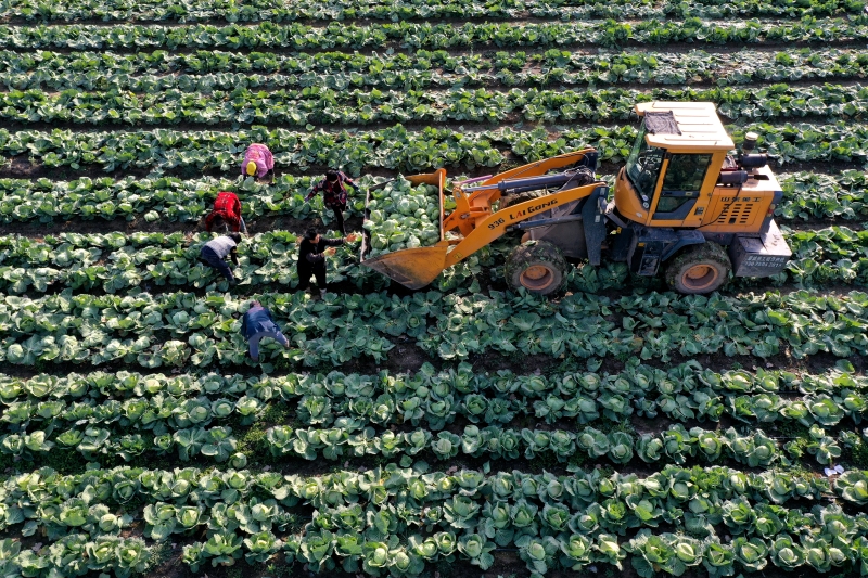 Des agriculteurs chargent des choux fraîchement récoltés dans des camions dans le village de Sungou du comté de Mengcheng, à Bozhou, dans la province de l'Anhui (est de la Chine), se préparant à les transporter au marché pour les vendre. Photo prise le 15 décembre 2025. (Photo/Pic.people.com.cn)