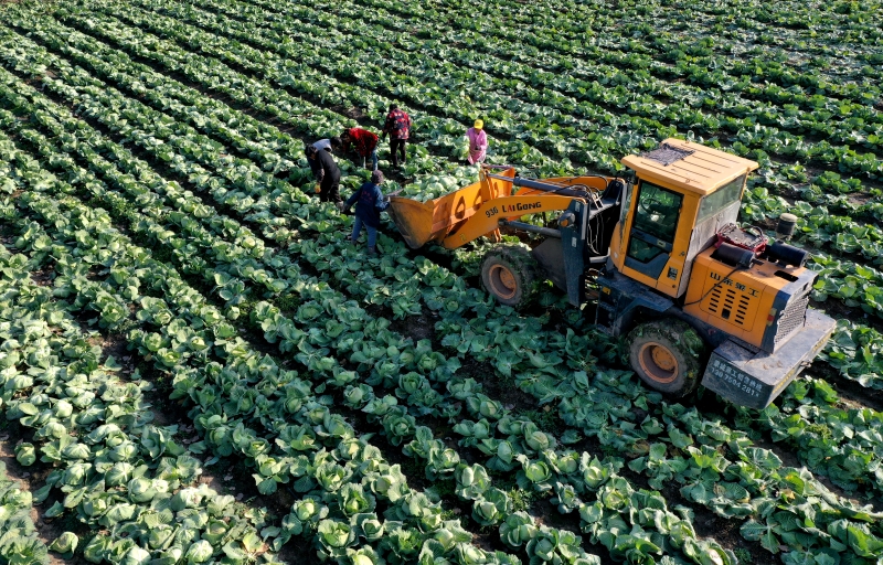 Anhui : la récolte du chou pour approvisionner le marché à Mengcheng
