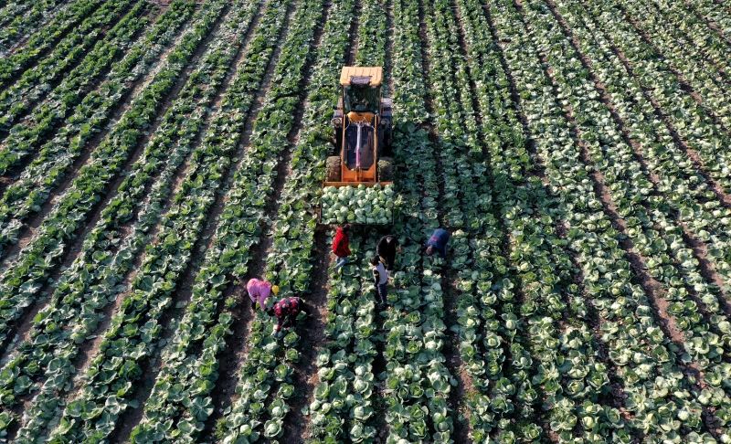 Anhui : la récolte du chou pour approvisionner le marché à Mengcheng