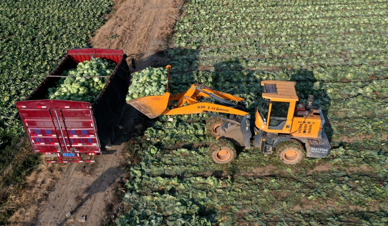 Anhui : la récolte du chou pour approvisionner le marché à Mengcheng