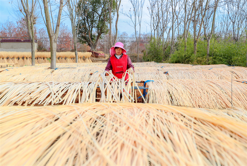 Zhejiang : à Changxing, la transformation du bambou stimule la revitalisation rurale