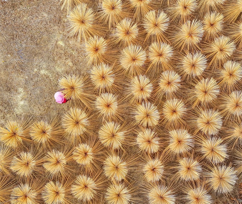 Zhejiang : à Changxing, la transformation du bambou stimule la revitalisation rurale