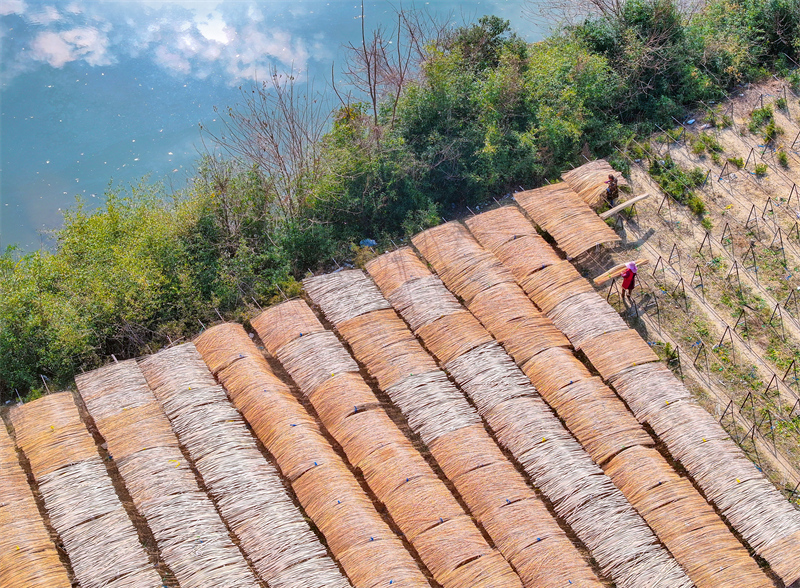 Zhejiang : à Changxing, la transformation du bambou stimule la revitalisation rurale