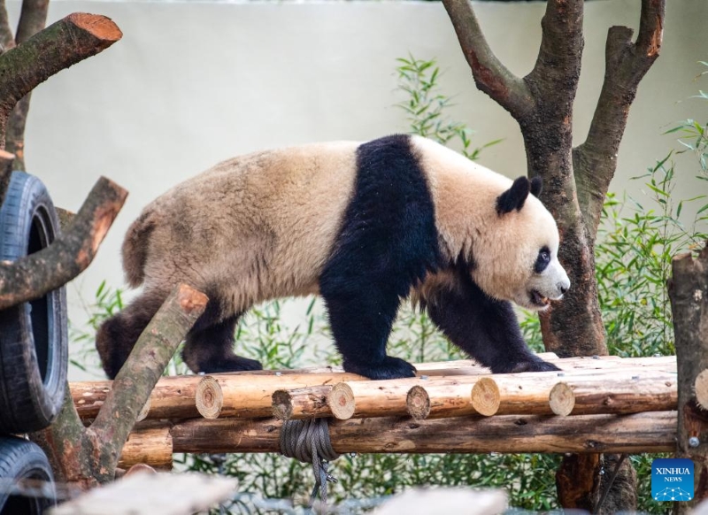 Fin des travaux de rénovation de la maison du panda géant du zoo de Chongqing