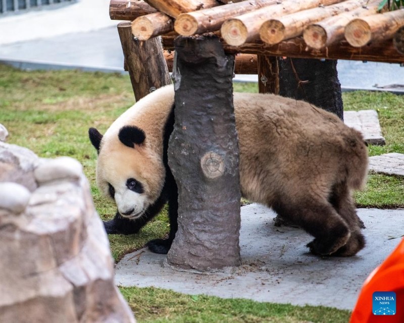 Fin des travaux de rénovation de la maison du panda géant du zoo de Chongqing