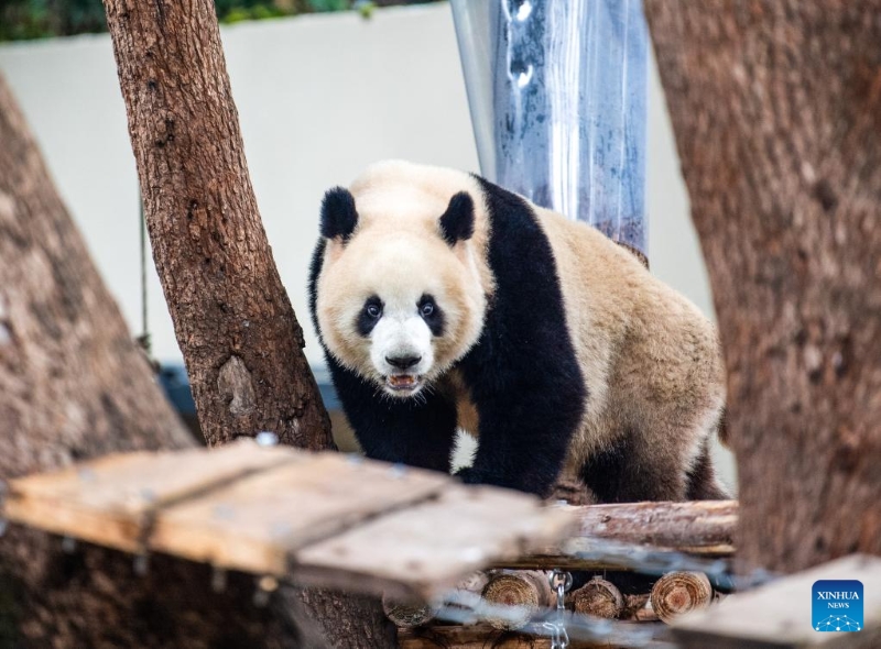 Fin des travaux de rénovation de la maison du panda géant du zoo de Chongqing