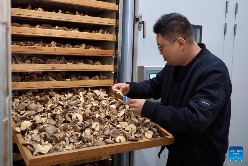 Yang Tao, directeur général adjoint de Junbo Biotechnology Co Ltd du comté de Qingyuan, vérifie des champignons shiitake dans une unité de séchage intelligente du comté de Qingyuan, dans la province du Zhejiang (est de la Chine), le 9 décembre 2025. (Photo / Xinhua)